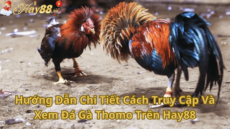 Hướng Dẫn Chi Tiết Cách Truy Cập Và Xem Đá Gà Thomo Trên Hay88