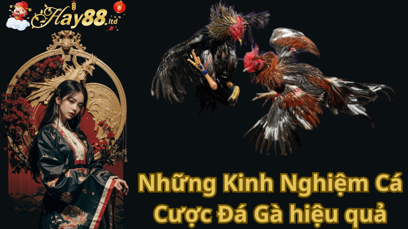 Những Kinh Nghiệm Cá Cược Đá Gà hiệu quả